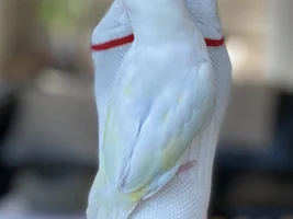 Birdie Baby Pictures