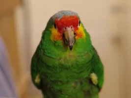 New Flock Member - Amazon