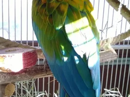 Merlin flew to me for the first time!!!!