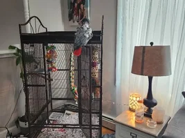 Re-homing our African Grey Buddy