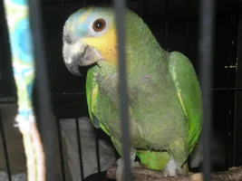 blue front or orange wing? please help