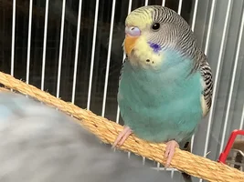 Star the birb
