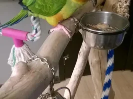 New Conure Owner Needing Advice