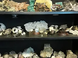 TAXIDERMIES and ROCKS!!!