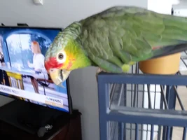 Inheirited my bird