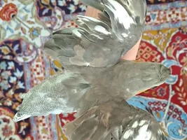 BIRDS FEATHERS PLS HELP