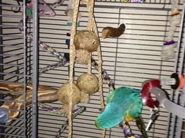 The best macaw toy ever!
