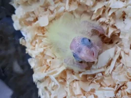 Worried Bird Mom