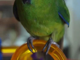 Haro & tiki