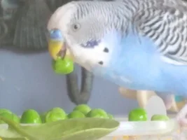 Official budgie photo thread!