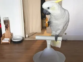 8 month old hybrid cockatoo
