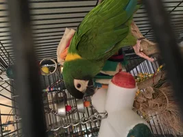 Anyone have a yellow collared macaw?
