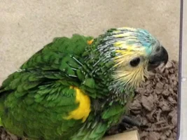 5-6 weeks old BF Amazon