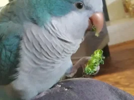 Laura's Flock Thread