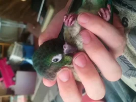 Identifying new baby conure