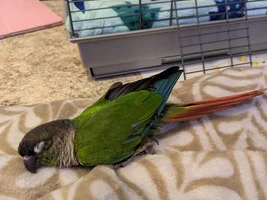 Bleeding Conure
