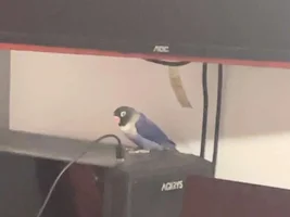 New lovebird owner, i would be greatful for some tips
