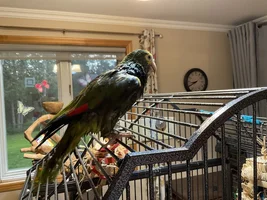 Might Be Adopting an Older Amazon
