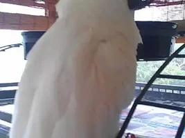 New 'too