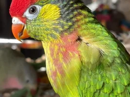 May 2025 POTM Contest!