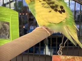 The Bubble Budgies!