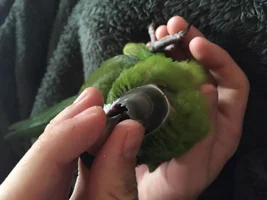 cracked beak!
