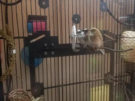 Anyone in colorado want some finches?