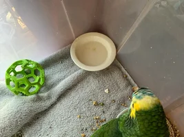 Baby conure leg fractured, how to care?