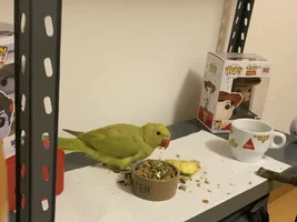 Timid Indian Ringneck?