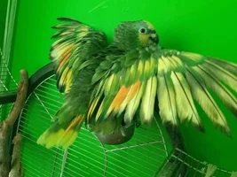 OWA unusual colors but why?