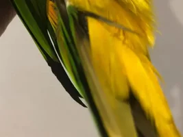 Advice on feathers