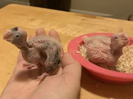 Ash and Ember are trying for their first clutch!