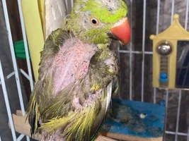 My Ring neck parrots gone bold