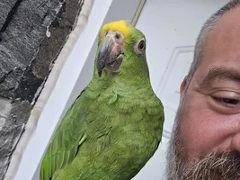 Learning about my amazon as he learns about me, chronicles of a fluffy Rio