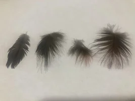Red’s feathers are thinning, please help