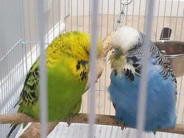 Small bird photo thread!