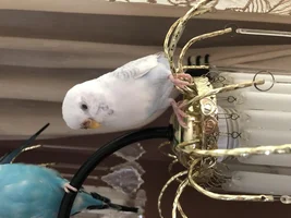 What Breed of Budgie