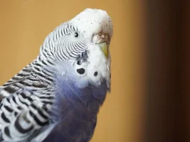 Small bird photo thread!