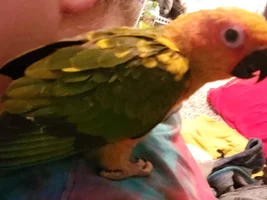 Crooked talons