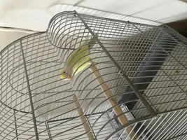 What type of parrot do I have?