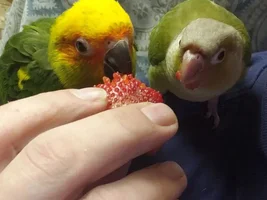 New conures