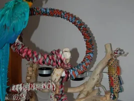 Flame's New Tree
