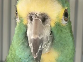 Does your parrot have eyelashes?