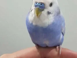 How rare is my bird? (rarest mutation wins!)