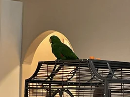 What does bird happiness look like?