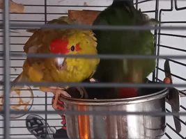 Ami, the kakariki