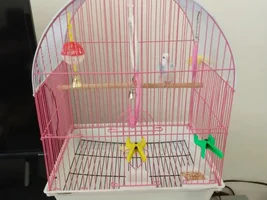 Help with friend's parakeet