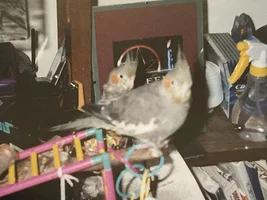 Pictures of our former, beloved Burbs