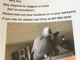 Missing African Grey in Denver
