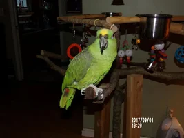 Chuckie really likes the new purch